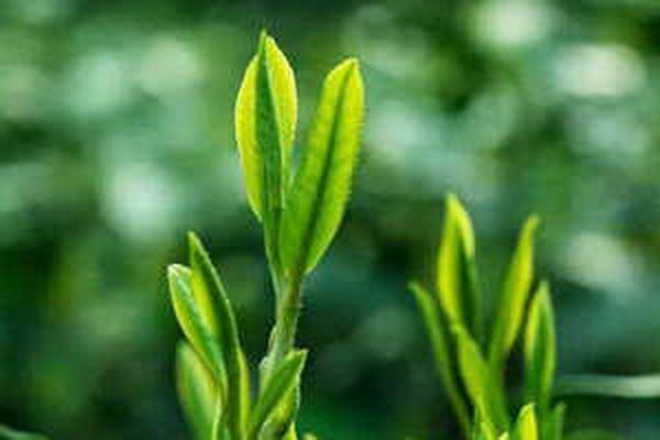 茶花主干修剪技巧與方法