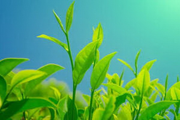 茶香四溢探尋中國最出名的茶葉省份