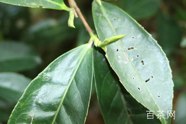 茶香滋補健康受益喝茶的好處一覽