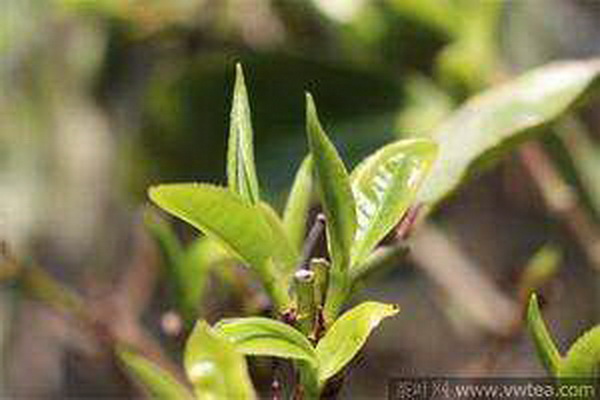 茶香四溢探尋茶文化的豐富內(nèi)涵
