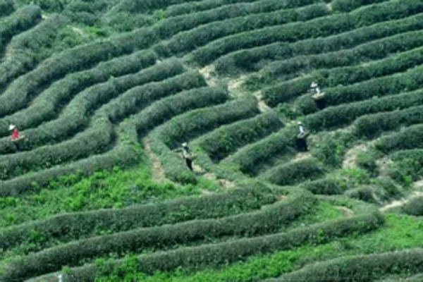 茶界最高峰無可爭(zhēng)議的頂級(jí)茶葉