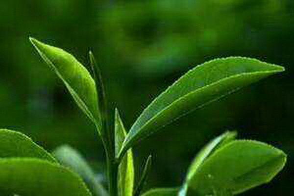 小喬莓茶價(jià)格實(shí)惠品質(zhì)優(yōu)越物超所值