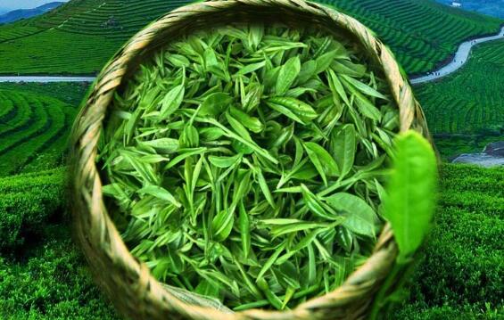 茶葉的主要成分及功效(圖1)