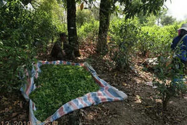 茶香飄溢品味生活