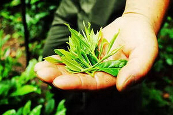 茶花功效大揭秘健康與美容的雙重保障 茶花功效大揭秘健康與美容的雙重保障