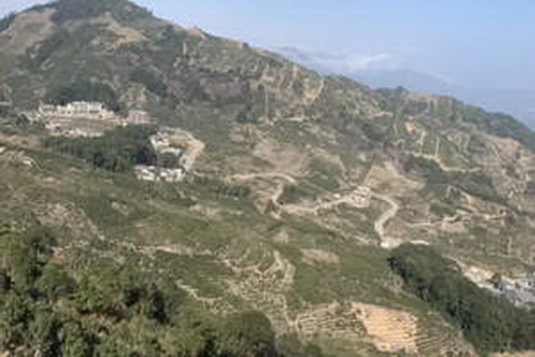 茶樹花綻放清香四溢 茶樹花綻放清香四溢