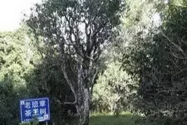 霸王茶姬加盟費(fèi)明細(xì)揭秘實(shí)力加盟無(wú)隱形費(fèi)用 霸王茶姬加盟費(fèi)明細(xì)揭秘實(shí)力加盟無(wú)隱形費(fèi)用