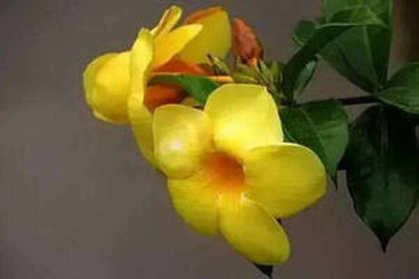 茶膏價(jià)格揭秘一克多少錢 茶膏價(jià)格揭秘一克多少錢