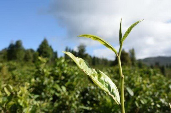 茶葉蛋煮法大揭秘配料全攻略 茶葉蛋煮法大揭秘配料全攻略