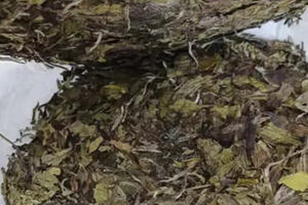 茶梅一幅優(yōu)雅絕美的畫卷 茶梅一幅優(yōu)雅絕美的畫卷