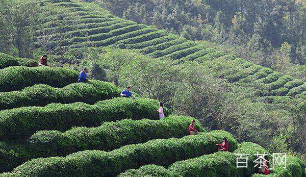 茶樹精油多功能用途與神奇作用解析 茶樹精油多功能用途與神奇作用解析
