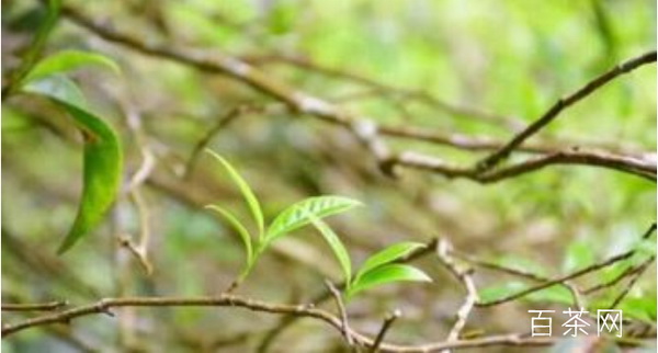 茶界領(lǐng)袖中國茶企業(yè)前十強揭曉 茶界領(lǐng)袖中國茶企業(yè)前十強揭曉