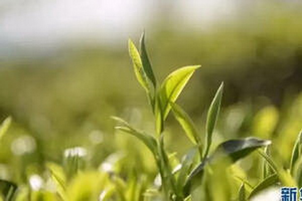 茶蟲屎之寶解密其珍貴價值 茶蟲屎之寶解密其珍貴價值