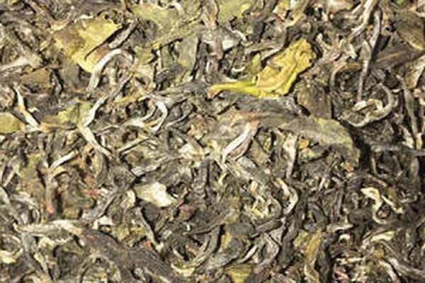白茶與綠茶究竟是同一品種嗎 白茶與綠茶究竟是同一品種嗎