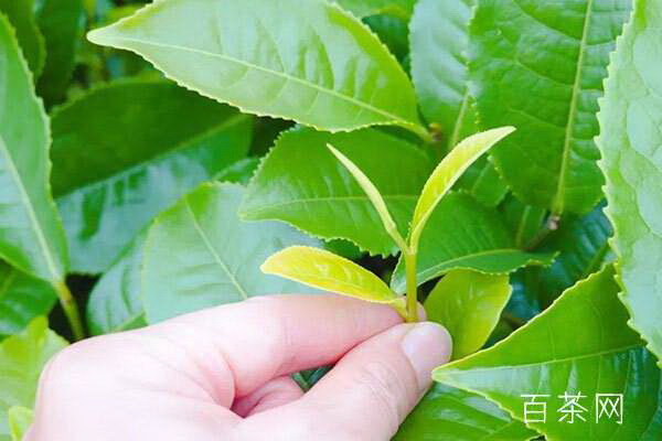 茶香飄溢樂享盛會 茶香飄溢樂享盛會