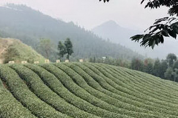 茶葉的神奇力量用途和作用解析 茶葉的神奇力量用途和作用解析