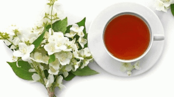 茶花繁殖技巧掌握扦插方法快速繁衍 茶花繁殖技巧掌握扦插方法快速繁衍