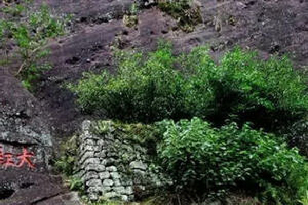 茶樹之美 絢麗多姿的茶樹風(fēng)景畫冊(cè) 茶樹之美 絢麗多姿的茶樹風(fēng)景畫冊(cè)