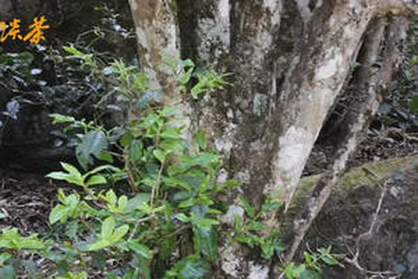 茶樹花加工秘籍暢飲芳香清新的泡水佳品 茶樹花加工秘籍暢飲芳香清新的泡水佳品