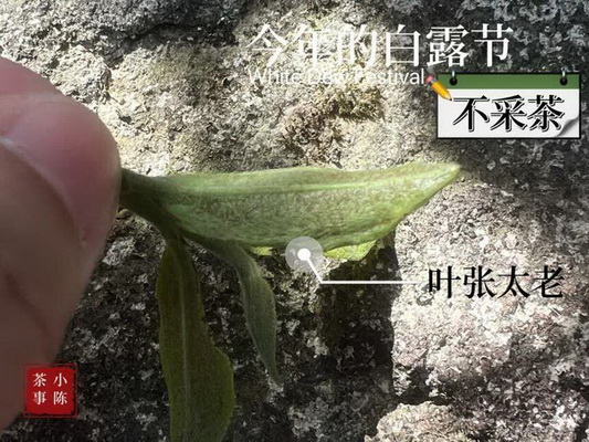 標(biāo)題探索普洱茶的分類及品質(zhì)特點(diǎn) 標(biāo)題探索普洱茶的分類及品質(zhì)特點(diǎn)