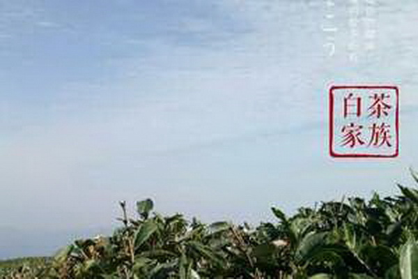 茶葉logo品味傳統(tǒng)體驗(yàn)文化 茶葉logo品味傳統(tǒng)體驗(yàn)文化