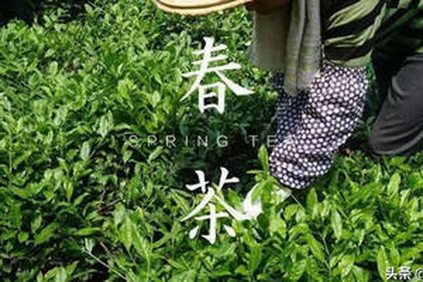 白茶陳年何以喝 白茶陳年何以喝