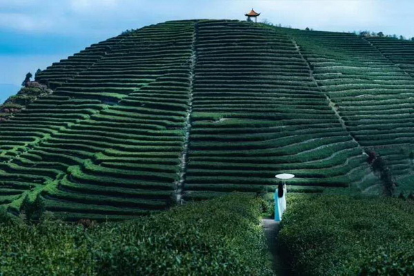 白茶品種與功效最佳選擇及益處 白茶品種與功效最佳選擇及益處