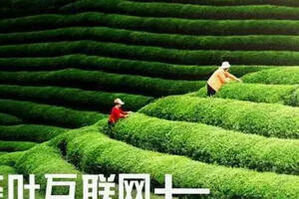 茶葉蛋的做法大全香氣撲鼻配料豐富 茶葉蛋的做法大全香氣撲鼻配料豐富
