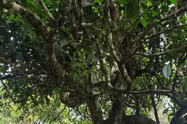 白茶等級價格大揭秘排行榜與實惠攻略 白茶等級價格大揭秘排行榜與實惠攻略