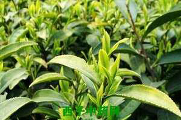 茶葉保存的基本條件 完整指南 茶葉保存的基本條件 完整指南