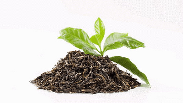 茶葉保質(zhì)期揭秘禁忌時(shí)間究竟多久