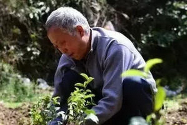 標(biāo)題探尋茶葉六大類品味不同風(fēng)味