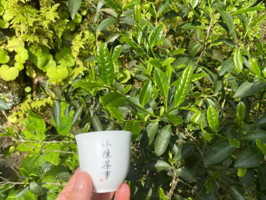 品味十大好喝的茶享受純正茶香