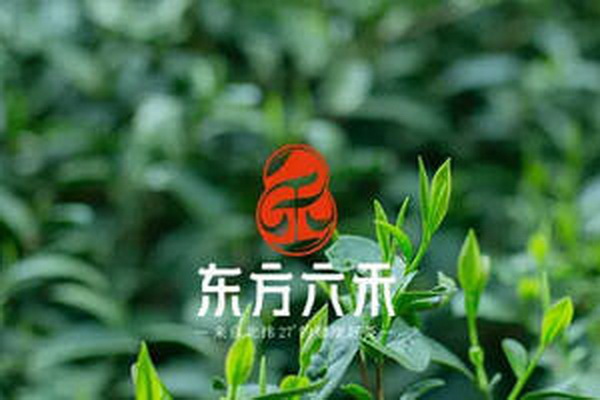 品味十大紅茶醇香之美茶香入心