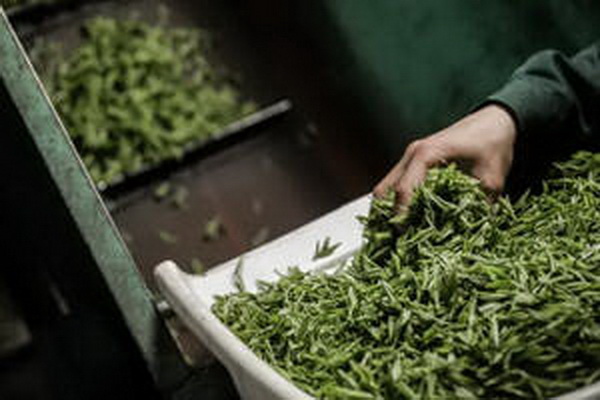 小白菜茶葉價格表及行情分析報告