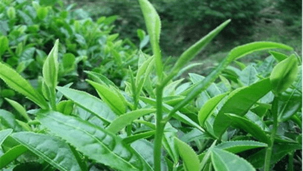 探尋甜蜜之源品味最甜紅茶