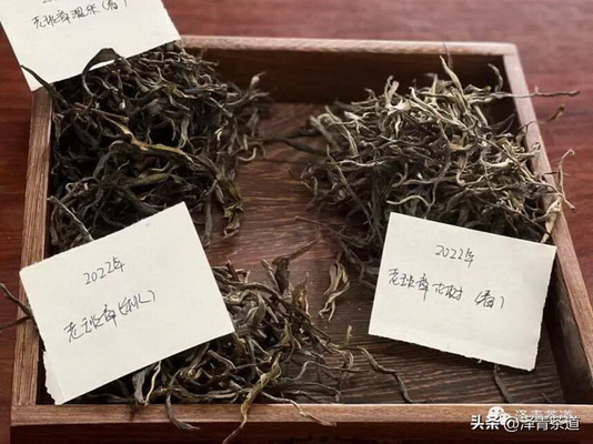 探尋白茶與莓茶的獨(dú)特風(fēng)味與營(yíng)養(yǎng)差異