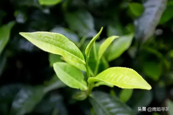 探尋白茶之美一盒多少錢
