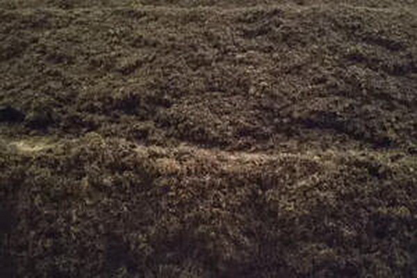 探尋白茶之美有機(jī)茶的健康魅力