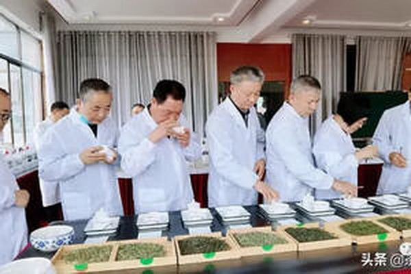 探尋白茶中的極致品味最佳白茶