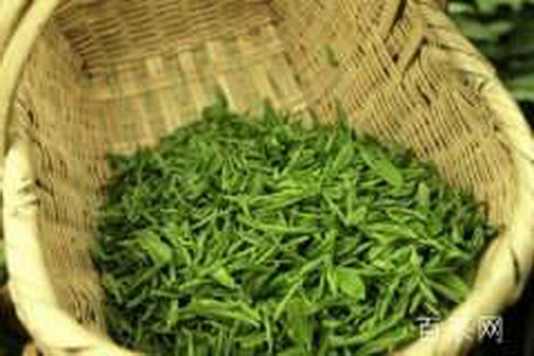 探尋白茶中的極致品味最佳白茶
