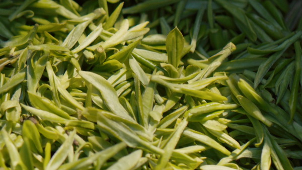 探尋白茶品種特點(diǎn)與鑒賞